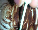 クッキーに文字☆作り方1写真