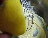 ３分すもーくほたてみるふぃーゆ。作り方6写真