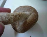 包丁不要！！椎茸の軸の簡単で綺麗な外し方作り方1写真