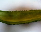 ゴーヤーチャンプルー作り方1写真