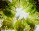 手作りドレッシングで簡単サラダ♪作り方2写真
