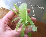 まずは蕗の処理からね♪【蕗の下処理】作り方9写真