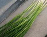 こんにゃく麻婆作り方6写真