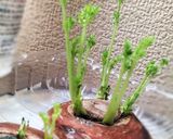 ♻️保存法｜にんじん🥕ロス削減術｜用途別に作り方13写真