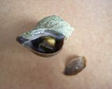 “めんみ”で美味しい『つぶ貝の煮付け』作り方3写真