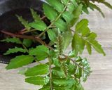 初筍でほっこりおかか煮♪作り方5写真