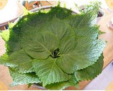エゴマの葉　醤油漬け　（깻잎장아찌）作り方1写真