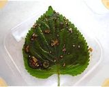 エゴマの葉　醤油漬け　（깻잎장아찌）作り方6写真