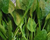超長持ち！★葉物野菜の延命法作り方11写真