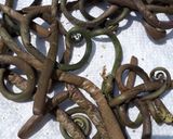 ぜんまいの煮方と干し方(保存の仕方)作り方9写真