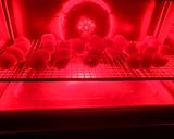 フードドライヤーでホタテのカリカリ珍味作り方7写真