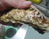 カキの赤ワインビネガー作り方3写真