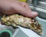カキの赤ワインビネガー作り方4写真