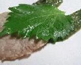 つくねみるふぃーゆ。作り方17写真