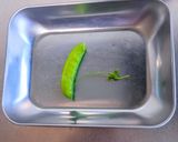 絹さやの和風ペペロンチーノ作り方1写真