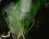 紹興酒を効かせて蒸した乾燥鮑煮。作り方31写真