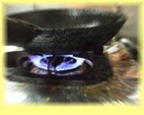 牡蠣の中華風炒め作り方9写真