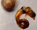 縄文時代のダシの旨み♪イボキサゴのスープ作り方12写真