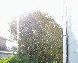 金木犀のジャムーー桂花醤作り方2写真