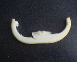 文旦の皮を簡単・キレイにむく方法作り方9写真