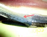 簡単☆台所が汚れない☆魚のさばき方作り方12写真