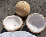 【３秒！】ココナッツの割り方🥥安全🏝️確実作り方4写真