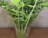 葉っぱ付き大根の保存＆葉っぱでふりかけ作り方9写真