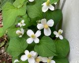 どくだみ味噌作り方6写真