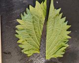 トビウオの梅しそ焼き作り方3写真