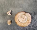 椎茸の肉詰め照り焼き作り方1写真