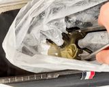 95℃ 春キャベツとからすみスパゲッティ作り方31写真