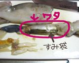 ❀イカワタで濃厚焼きそば❀作り方1写真