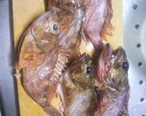 添加物なし!10分でカサゴの煮付け♪作り方1写真