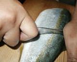家庭用包丁でイナダの定番3品(おろし方付き)作り方12写真