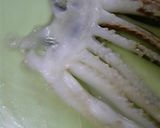 【お魚】スルメイカのさばき方作り方10写真