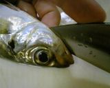 【お魚】塩分控えめ☆お手製でアジの干物☆作り方2写真