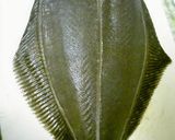 【お魚】簡単かんたん☆ヒラメのさばき方②作り方4写真