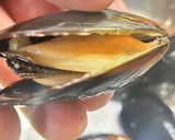 本格魚介パエリア　フライパン28㎝作り方2写真