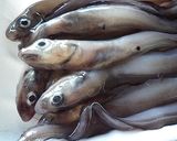 げんげ（幻魚）と豆腐の煮付け作り方1写真