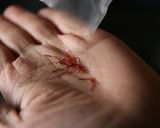 私にもパエリアの神様が下りて来たんです作り方1写真