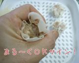簡単～豚肉焼売作り方4写真