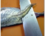 ♪ 紫蘇巻き ♪ アジの天ぷら作り方1写真