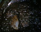 セロリの葉っぱ救済!セロリ味噌作り方3写真