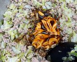 【保育園給食】厚揚げのお好み焼き作り方5写真