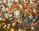 鶏ごぼうご飯作り方6写真