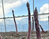 🪻北海道名寄🪻紫アスパラのカプレーゼ💜✨作り方12写真