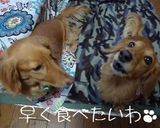 わん野菜クッキーＵ‘‘・）　犬用クッキー作り方7写真