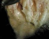 ♪鶏のから揚げ♪～油琳鶏風～作り方3写真