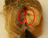 ツブの炊き込みご飯(✪艸✪)&さばき方作り方5写真