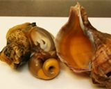 ツブの炊き込みご飯(✪艸✪)&さばき方作り方4写真